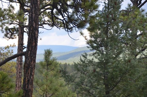 Forested Land Near Angel Fire