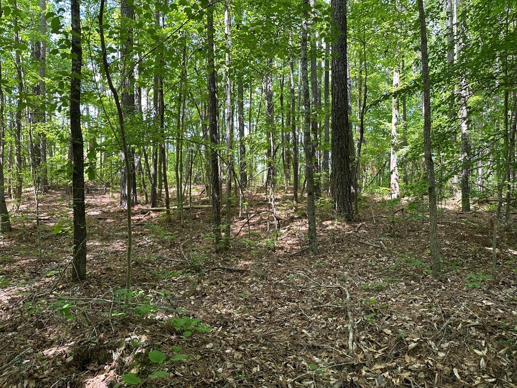 Picture 8