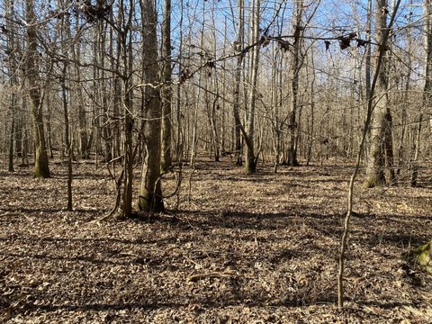 Timberland Hunting Tract