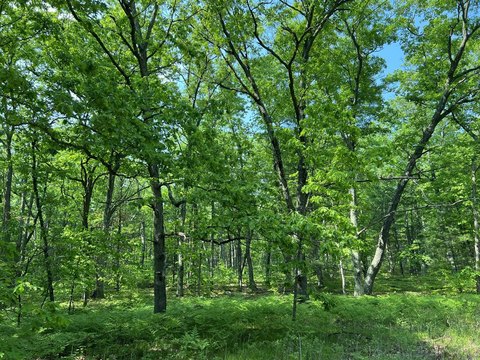 10 Acres in Reed City