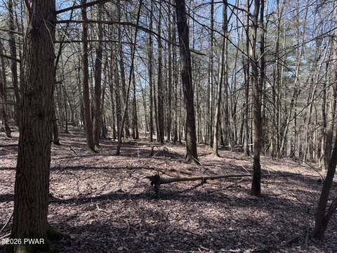 3.5 Acres Wooded Land