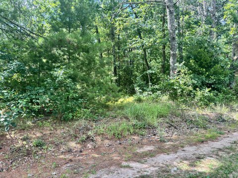 Serene Wooded Lot in Idlewild
