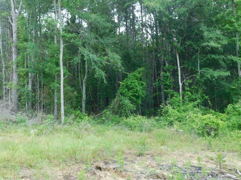 LAND - Gilmer, TX