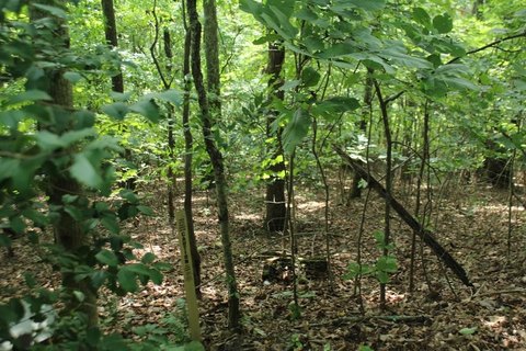 Hayesville, NC Vacant Lot