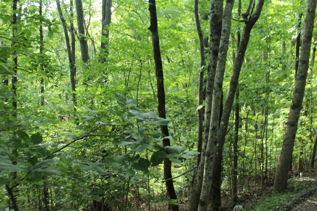 Picture 6