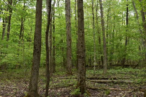 Wooded Hunting and Recreational Land