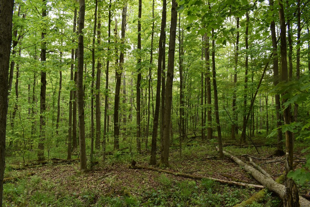 Picture 15