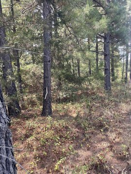 Land For Sale, Quitman, AR