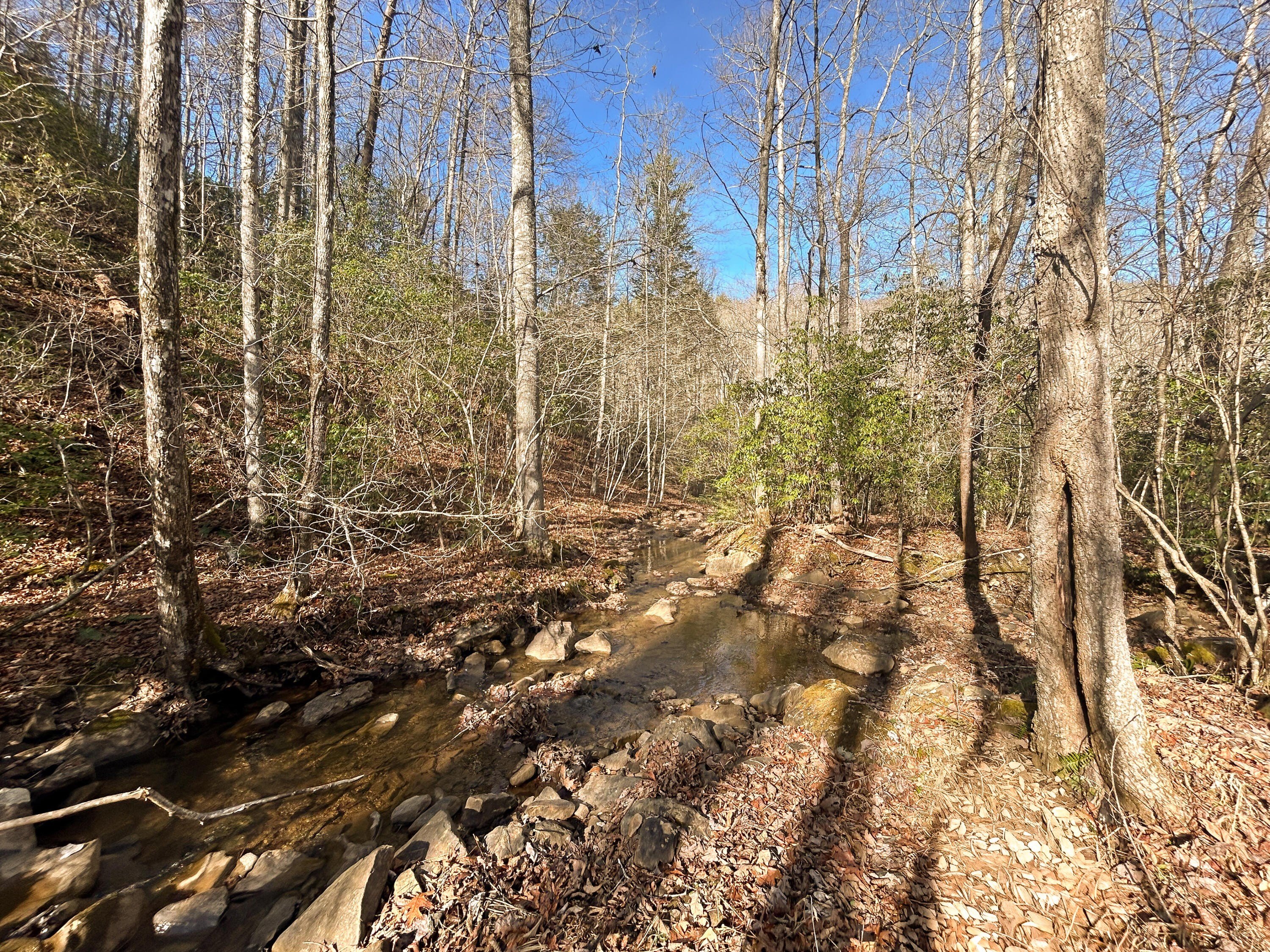 Scenic Wooded Tract on Fredonia