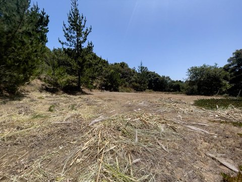 Scenic Wooded Parcel in Salinas