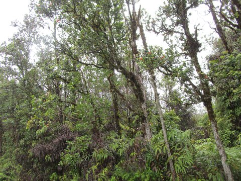 Mountain View Land with Trees
