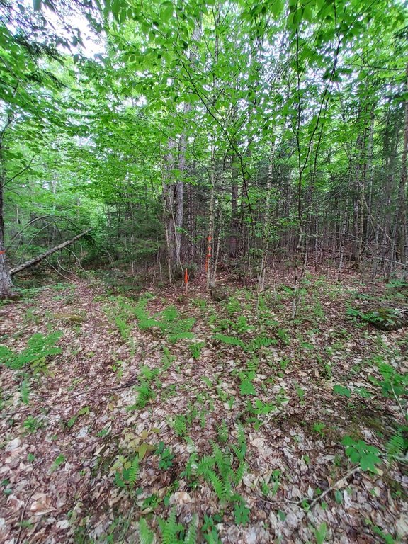 Picture 8