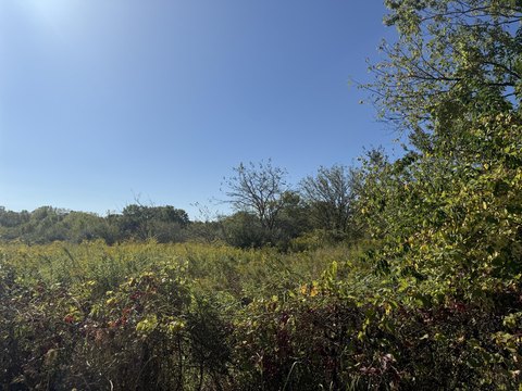 LAND - Saline, MI