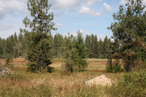 Secluded Land Near Waitts Lake
