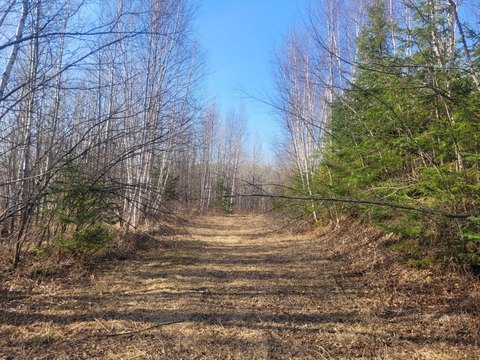 Forested Land in Sawyer County