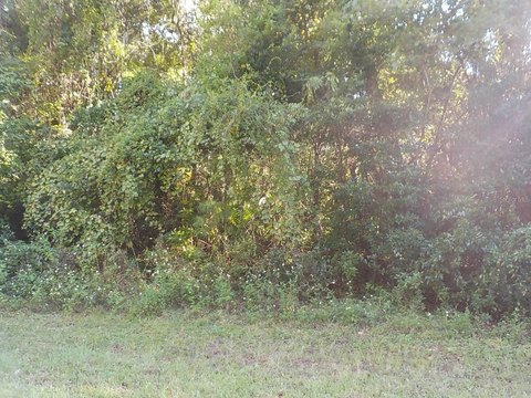 Residential Lot in Citrus Springs