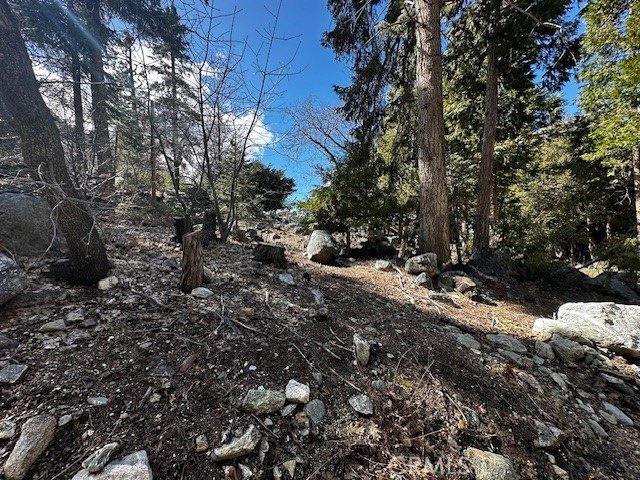 Forested Lot in Forest Falls
