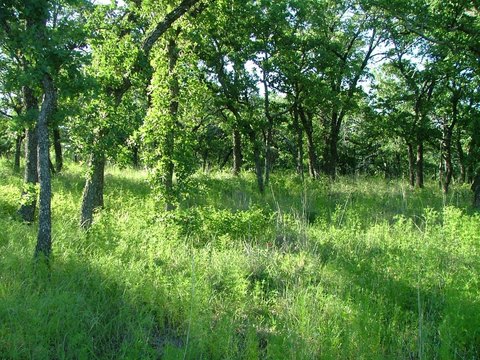 Lake Bridgeport Land in Gated Community