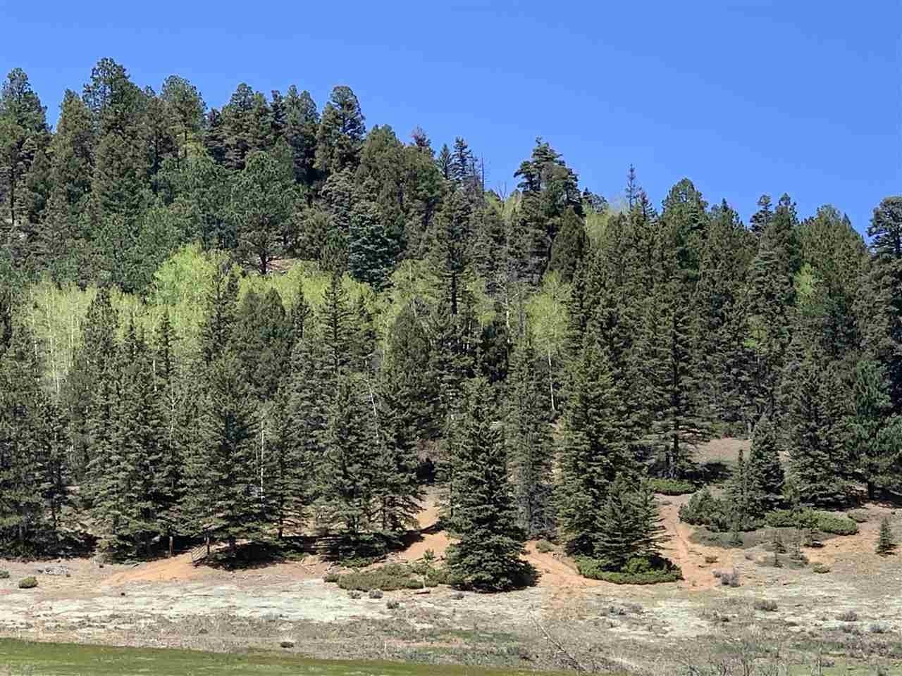 Expansive Forested Property Near Carson