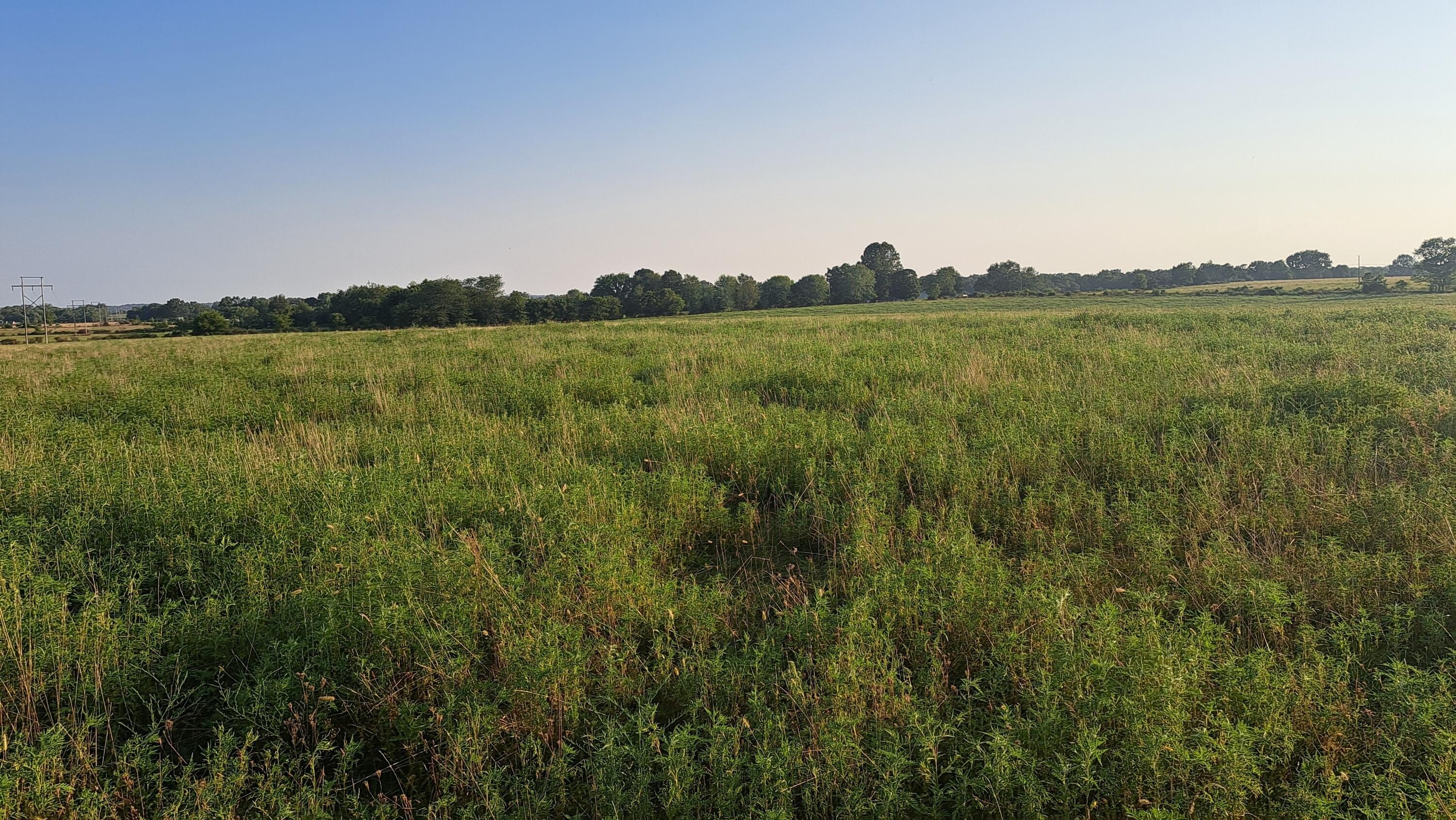 30 Acres Ideal Homesteading Land