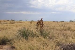 Land For Sale, Andrews, TX