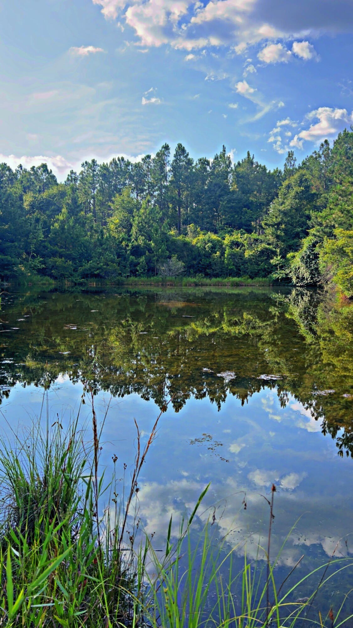 363 Acres Timber & Recreational