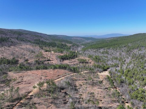 Timberland with Logging Road Access