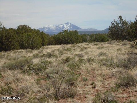 Wooded Acre Near Grand Canyon
