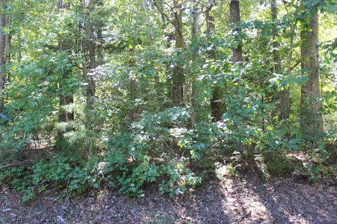Land, GREENBACKVILLE, VA
