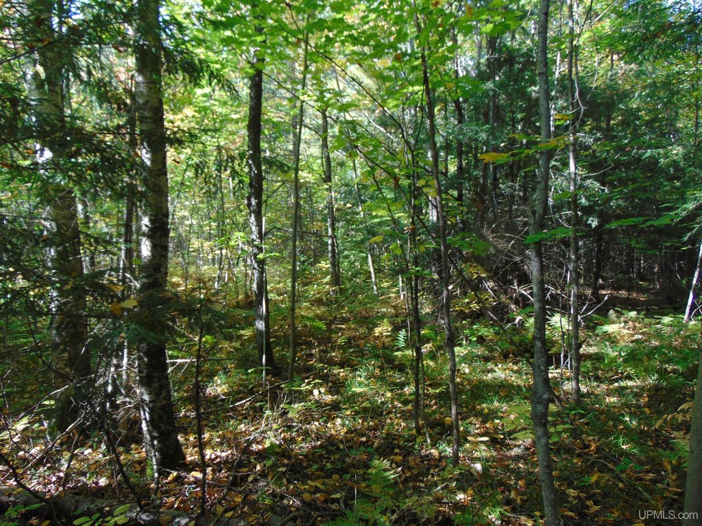 Picture 8