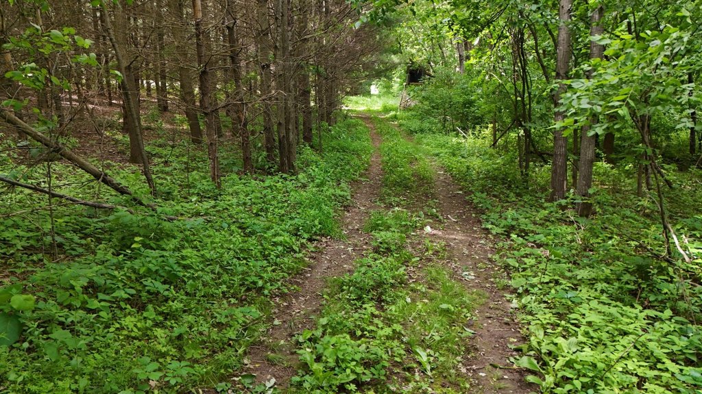 Picture 5