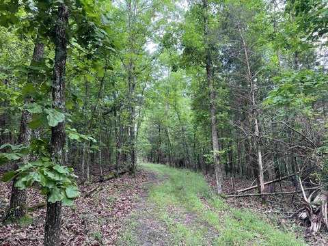 Land with Creek Access