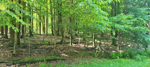 Wooded Lot in Lake Ariel