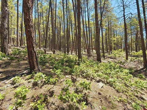 Land For Sale Bayfield, CO