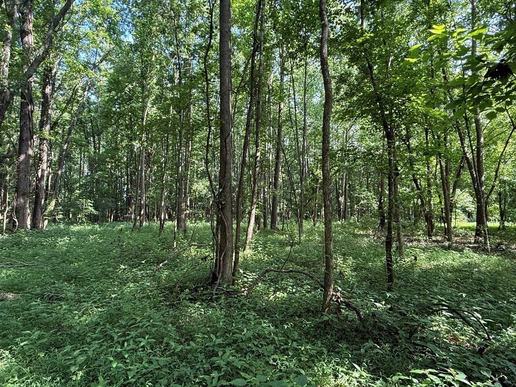 Picture 15