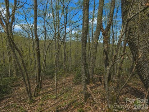 Forested Land Near Blue Ridge