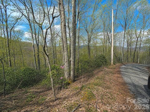 Forested Land Near Blue Ridge