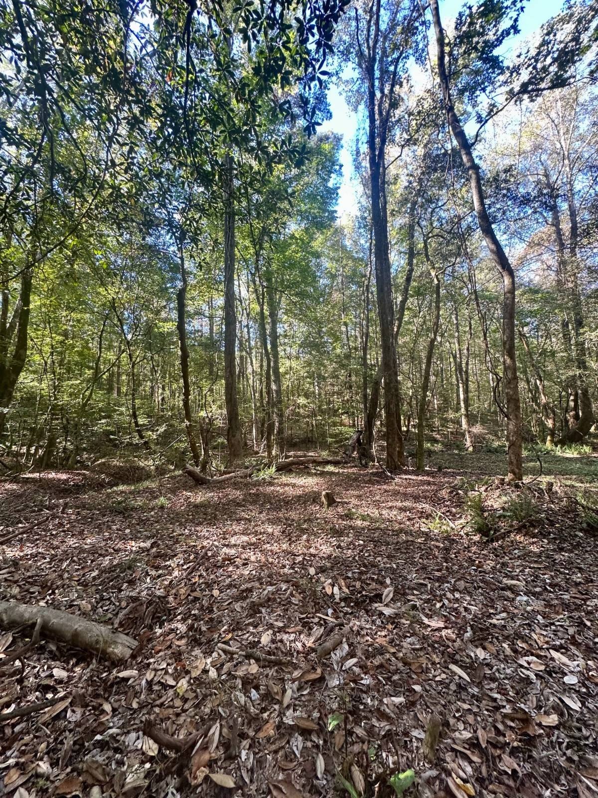 Crenshaw County Hunting and Timber Land