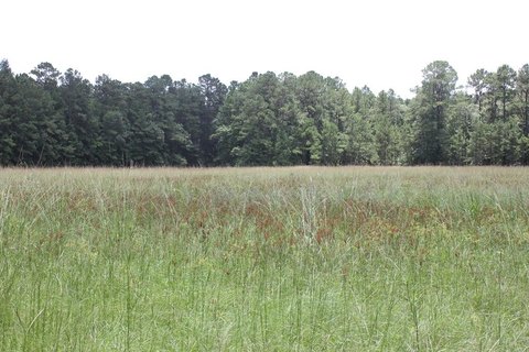 Cleared Land Near Lake Sam