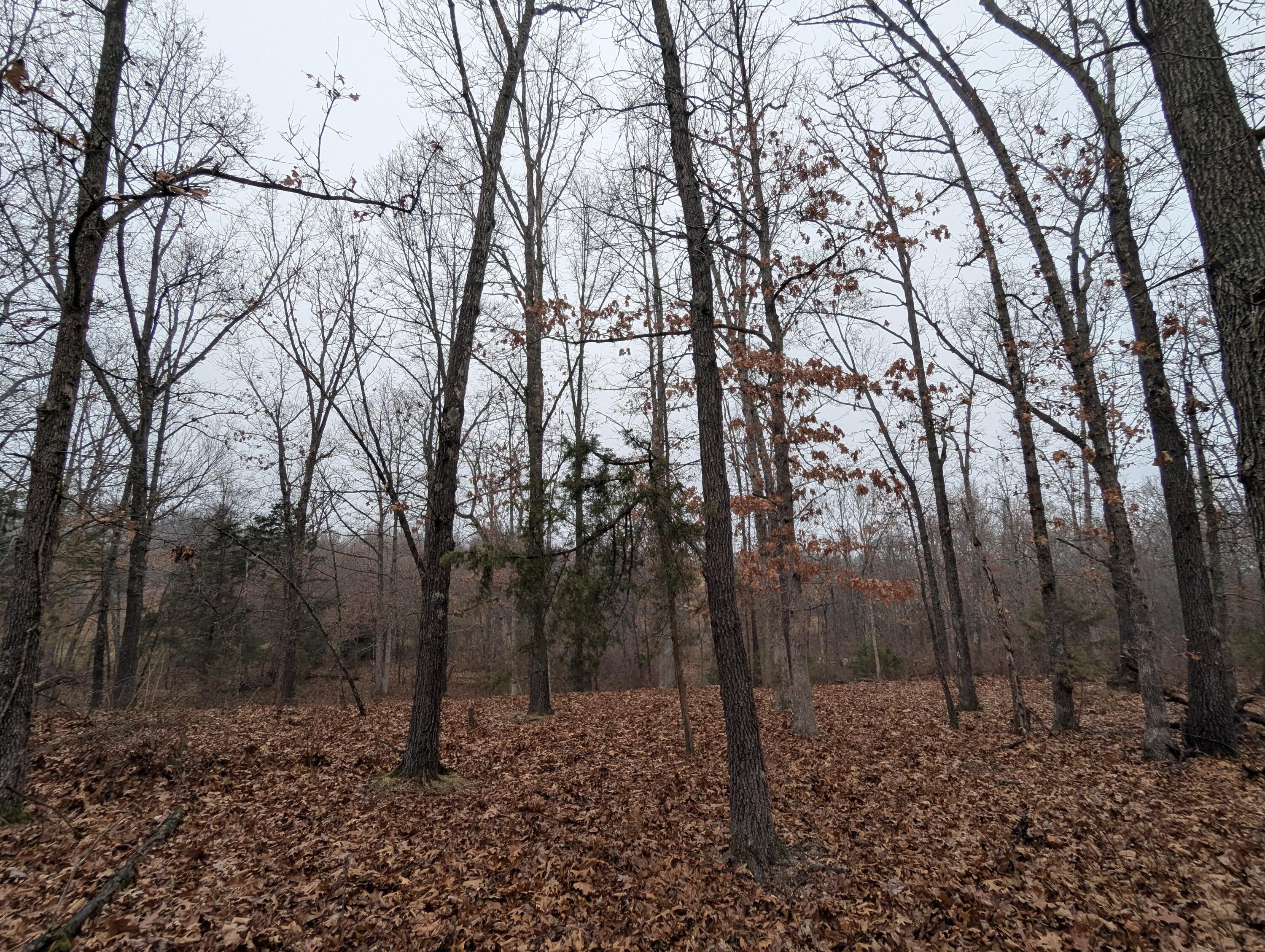 27 Acres in Diggins, MO