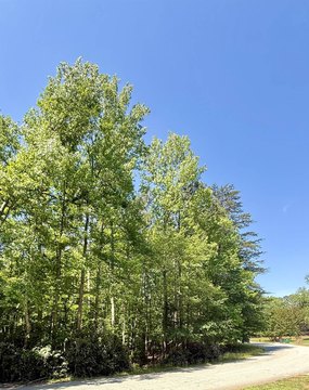 Wooded Lot in Spartanburg, SC