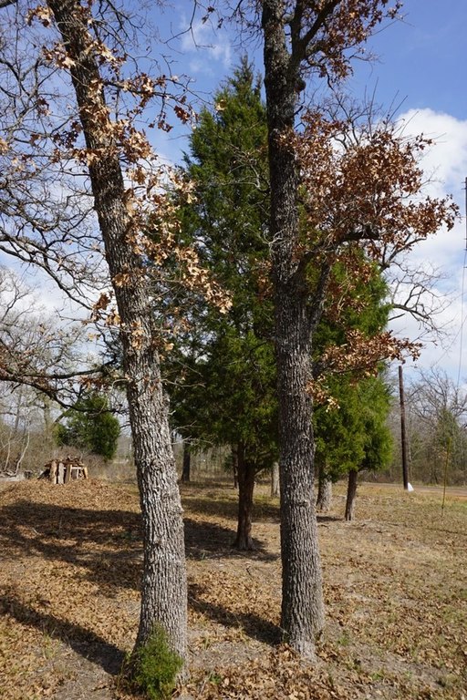 Picture 5