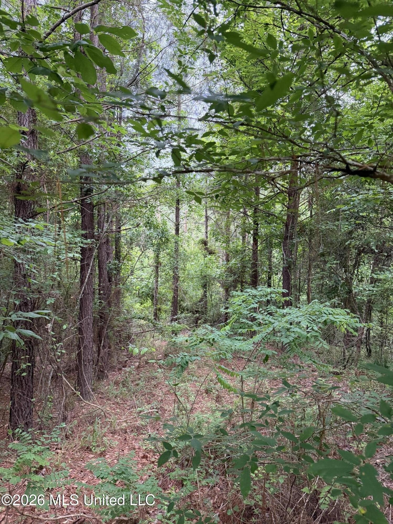 24+ Acre Wooded Hunting Land