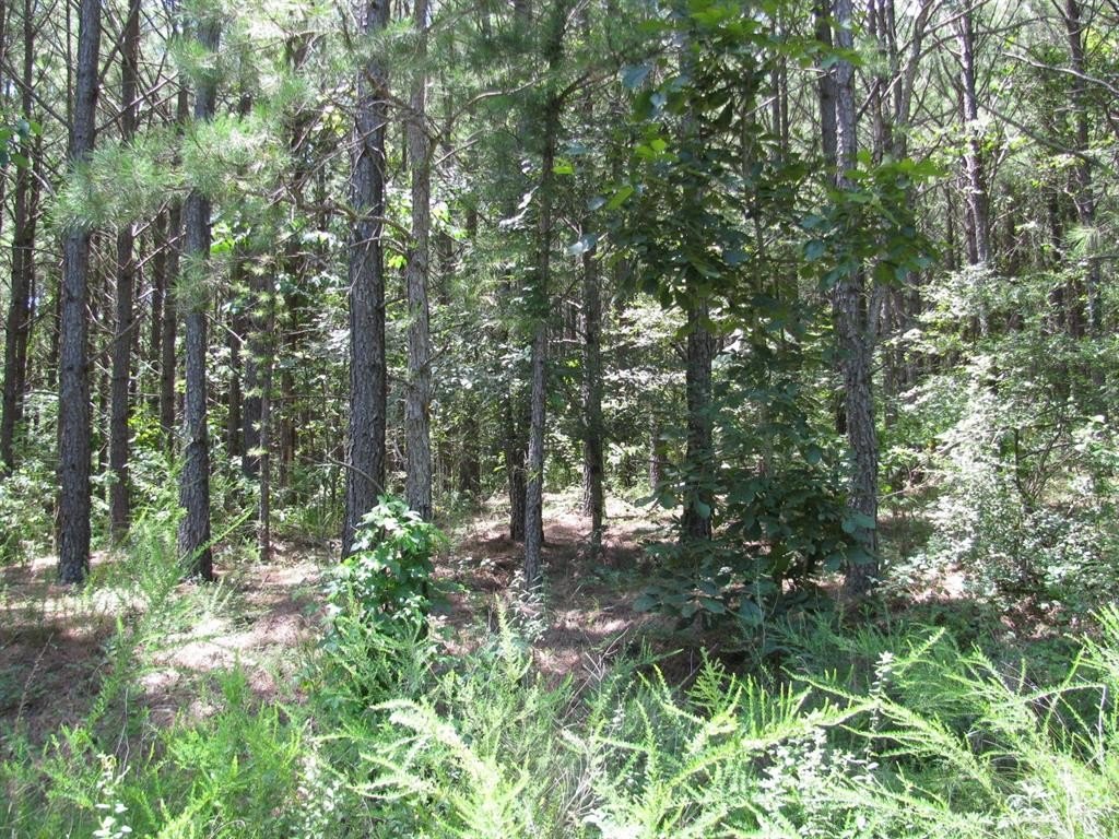 Land for Private Cabin Building