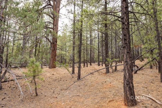 Treed Lot in Duck Creek