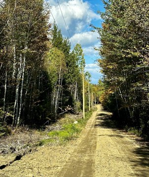 Wooded Lot Near Clearwater Lake