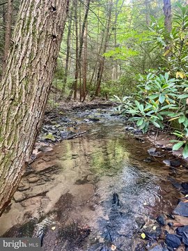 Serene Clinton County Hunting Land