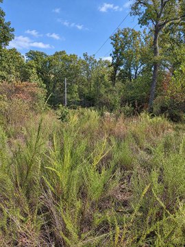 Land, Elkland, MO