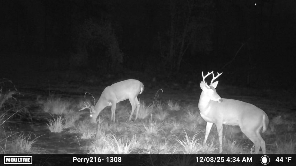 Picture 2