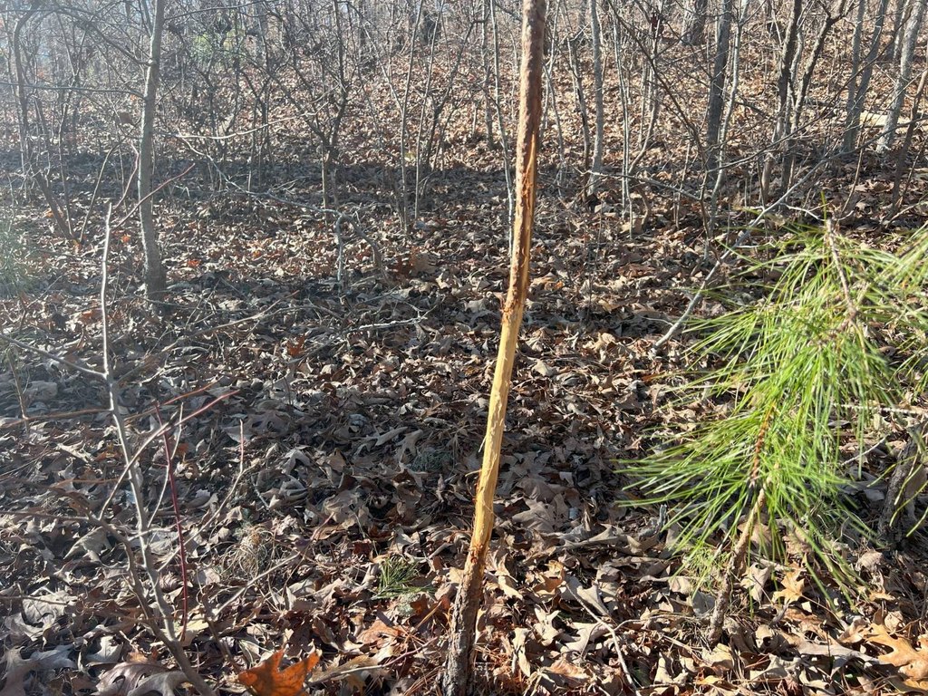 Picture 17